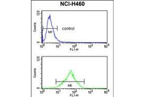 Flow cytometry analysis of NCI-H460 cells (bottom histogram) compared to a negative control cell (top histogram). (FPR3 anticorps  (AA 307-333))