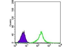 FC analysis of A549 cells using CTNNB1 antibody (green) and negative control (purple). (CTNNB1 anticorps)