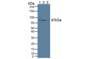 Figure. (TCEB3 anticorps  (AA 76-345))