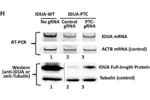 Western Blotting Analysis Source: PMID36764303 (IDUA anticorps)