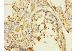 Immunohistochemistry of paraffin-embedded human testis tissue using ABIN7157150 at dilution of 1:100 (JMJD5 anticorps  (AA 151-380))