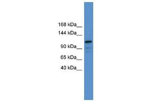 WB Suggested Anti-NFATC1 Antibody Titration:  0. (NFATC1 anticorps  (C-Term))