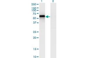 Western Blot analysis of SPP1 expression in transfected 293T cell line by SPP1 monoclonal antibody (M19), clone 4G12. (Osteopontin anticorps  (AA 21-129))
