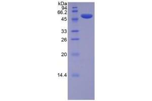 SDS-PAGE analysis of Mouse Lysyl Oxidase Protein. (LOX Protéine)