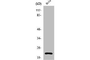 Western Blot analysis of COS7 cells using Ribosomal Protein L17 Polyclonal Antibody (RPL17 anticorps  (Internal Region))