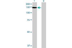 Western Blot analysis of NID1 expression in transfected 293T cell line by NID1 MaxPab polyclonal antibody. (Nidogen 1 anticorps  (AA 1-1114))