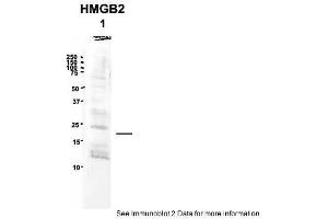 Sample Type: 1. (HMGB2 anticorps  (Middle Region))