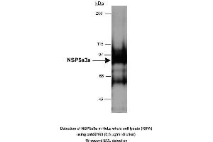 Image no. 1 for anti-Sperm Antigen with Calponin Homology and Coiled-Coil Domains 1 (SPECC1) (AA 200-300) antibody (ABIN363472) (NSP5 anticorps  (AA 200-300))