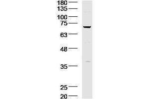 Lane 1: A431 lysates probed with Acid sphingomyelinase Antibody  at 1:300 overnight at 4˚C. (SMPD1 anticorps  (AA 201-300))