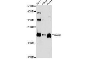 Western blot analysis of extracts of various cell lines, using GGCT antibody. (GGCT anticorps  (AA 1-188))