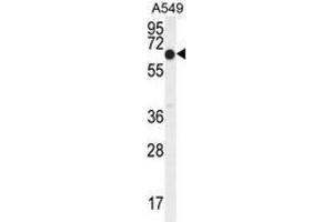 Western blot analysis in A549 cell line lysates (35ug/lane) using ELL  Antibody (C-term). (ELL anticorps  (C-Term))