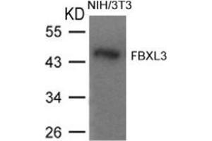 Western blot analysis of extracts from NIH/3T3 cells using FBXL3.