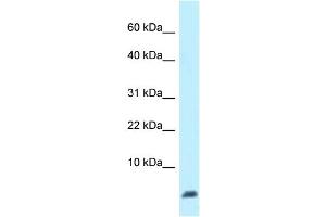 WB Suggested Anti-Ubl5 Antibody Titration: 1.