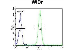 ACCN1 Antibody (Center) flow cytometric analysis of WiDr cells (right histogram) compared to a negative control cell (left histogram). (ACCN1 anticorps  (Middle Region))