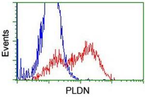 Flow Cytometry (FACS) image for anti-Pallidin Homolog (PLDN) antibody (ABIN1500264)