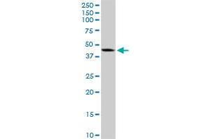 DNMT3L MaxPab rabbit polyclonal antibody. (DNMT3L anticorps  (AA 1-386))