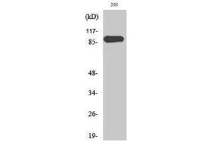 Western Blotting (WB) image for anti-Mitogen-Activated Protein Kinase 6 (MAPK6) (Thr36) antibody (ABIN3175020) (MAPK6 anticorps  (Thr36))