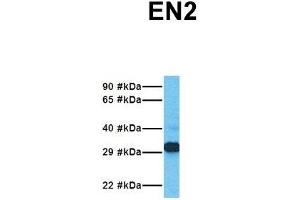 Host:  Rabbit  Target Name:  EN2  Sample Tissue:  Human Jurkat  Antibody Dilution:  1.