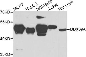 Western blot analysis of extracts of various cells, using DDX39A antibody. (DDX39 anticorps)