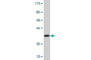 Western Blot detection against Immunogen (36.