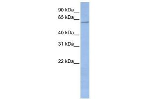 WB Suggested Anti-CYP2C19 Antibody Titration:  0. (CYP2C19 anticorps  (Middle Region))