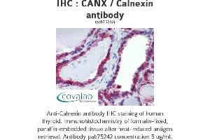 Image no. 3 for anti-Calnexin (CANX) (N-Term) antibody (ABIN1732595) (Calnexin anticorps  (N-Term))