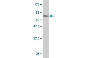 Western Blot detection against Immunogen (70.