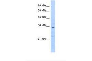 Image no. 1 for anti-Prohibitin 2 (PHB2) (C-Term) antibody (ABIN6738446) (Prohibitin 2 anticorps  (C-Term))