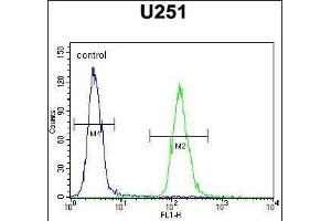 anti-Zinc Finger Protein 536 (ZNF536) (AA 203-231), (N-Term) antibody