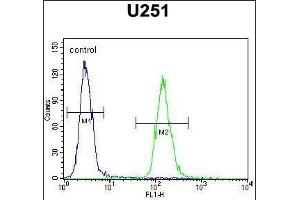 ZN Antibody (N-term) (ABIN654806 and ABIN2844480) flow cytometric analysis of  cells (right histogram) compared to a negative control cell (left histogram). (ZNF536 anticorps  (N-Term))