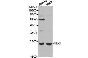 Western Blotting (WB) image for anti-Kallikrein 1 (KLK1) antibody (ABIN1873437) (Kallikrein 1 anticorps)