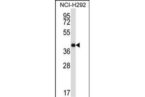 SYT2 Antibody (Center) (ABIN657693 and ABIN2846684) western blot analysis in NCI- cell line lysates (35 μg/lane). (SYT2 anticorps  (AA 243-272))