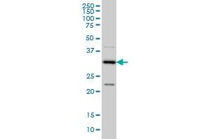 CRSP8 monoclonal antibody (M01), clone 8B8 Western Blot analysis of CRSP8 expression in Hela S3 NE . (MED27 anticorps  (AA 1-70))