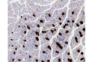 Immunohistochemistry analysis of paraffin-embedded Mouse muscle using MYL2 Polyclonal Antibody at dilution of 1:300. (MYL2 anticorps)