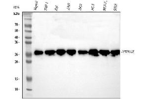 Western blot analysis of 14-3-3 zeta/delta using anti-14-3-3 zeta/delta antibody (ABIN5693157). (14-3-3 zeta anticorps)