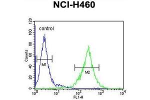 C2orf51 Antibody (Center) flow cytometric analysis of NCI-H460 cells (right histogram) compared to a negative control cell (left histogram). (TEX37 anticorps  (Middle Region))