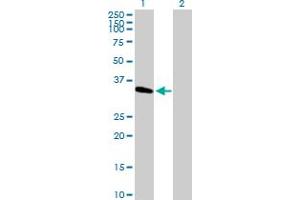 Western Blot analysis of METTL2B expression in transfected 293T cell line by METTL2B MaxPab polyclonal antibody. (METTL2B anticorps  (AA 1-313))