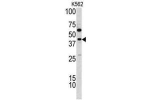 Western blot analysis of TDG antibody (C-term) in K562 cell line lysates (35ug/lane). (TDG anticorps  (C-Term))