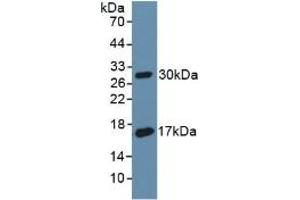 Detection of Recombinant CD55, Rat using Polyclonal Antibody to Cluster Of Differentiation 55 (CD55) (CD55 anticorps  (AA 254-372))