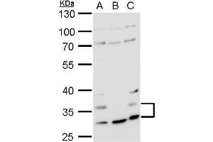 WB Image Histamine H4 Receptor antibody detects Histamine H4 Receptor protein by western blot analysis. (HRH4 anticorps  (N-Term))