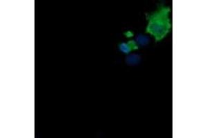 Image no. 1 for anti-Mdm4-binding Protein (MDM4) antibody (ABIN1499358) (MDM4-binding Protein anticorps)