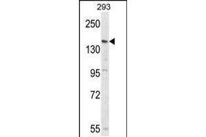 Western blot analysis of PCDH17 Antibody in 293 cell line lysates (35ug/lane) (PCDH17 anticorps  (C-Term))