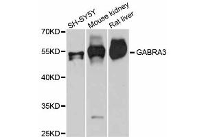 Western blot analysis of extracts of various cell lines, using GABRA3 antibody (ABIN5997770) at 1:3000 dilution. (GABRA3 anticorps)