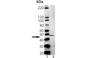 Western blot analysis of Tapasin, PAb: Lane 1: MW marker, Lane 2: A431 Lysate (TAPBP anticorps  (AA 2-20))