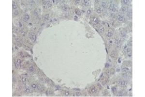 Mouse liver was stained by Pre-immuno Serum (negative control)