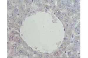 Mouse liver was stained by Pre-immuno Serum (negative control) (NR1H4 anticorps  (AA 446-476))
