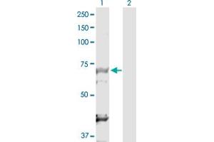 Western Blot analysis of DBF4 expression in transfected 293T cell line by DBF4 MaxPab polyclonal antibody. (DBF4 anticorps  (AA 1-674))