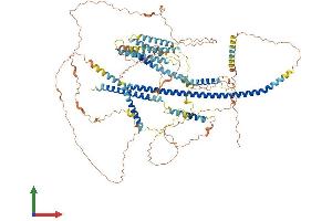 AlphaFold protein structure predicition of Mouse Recombinant Kiaa0753 Protein, UniprotID Q6A000
