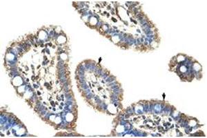 Immunohistochemical staining (Formalin-fixed paraffin-embedded sections) of human intestine with DMTF1 polyclonal antibody  at 4-8 ug/mL working concentration. (DMP1 anticorps  (C-Term))