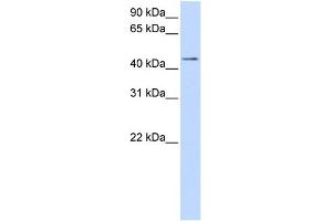 WB Suggested Anti-SULT2B1 Antibody Titration:  0. (SULT2B1 anticorps  (Middle Region))